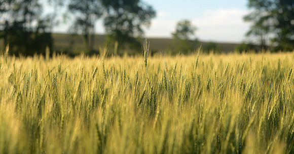 Wheat back ground