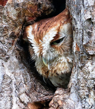 OWL-1