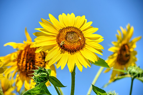 sunflower