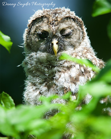Streech Owl