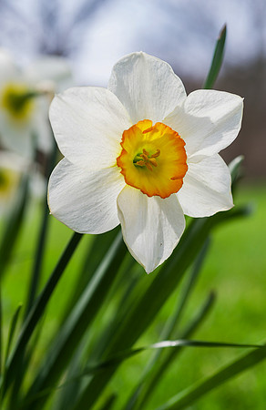 Daffodil