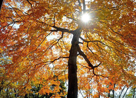 612 mac tree-2015 fall-FB