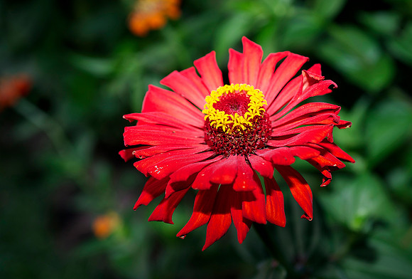 Red Flower