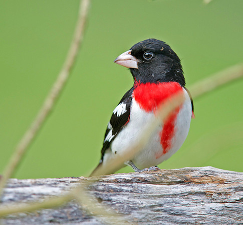 Grosbeak_3