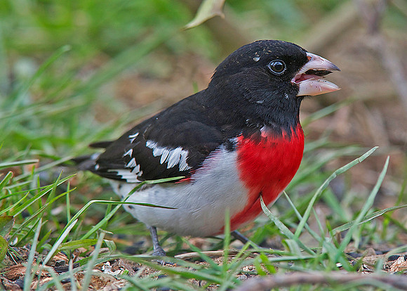 Grosbeak_2