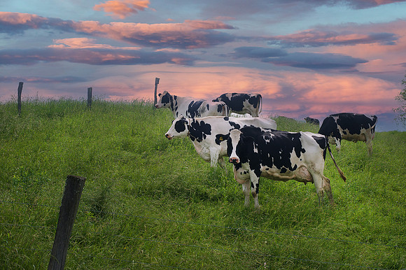 cows-1