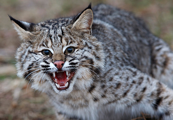 bob cat